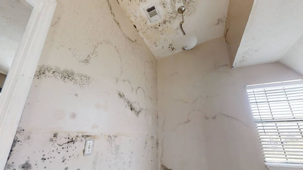 Best Mold-Related Health Consultation  in De Witt, NY