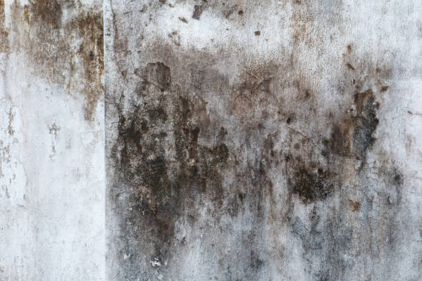 Best Water Damage & Mold Remediation  in De Witt, NY