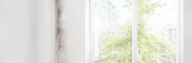Trusted De Witt, NY Mold Removal Experts