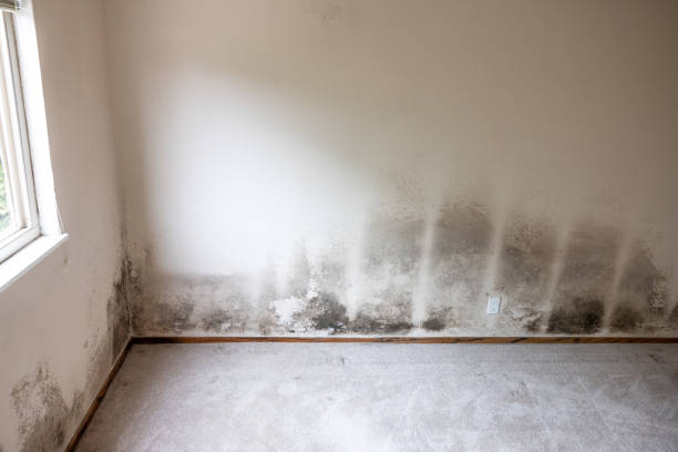 Best Dehumidification Services  in De Witt, NY