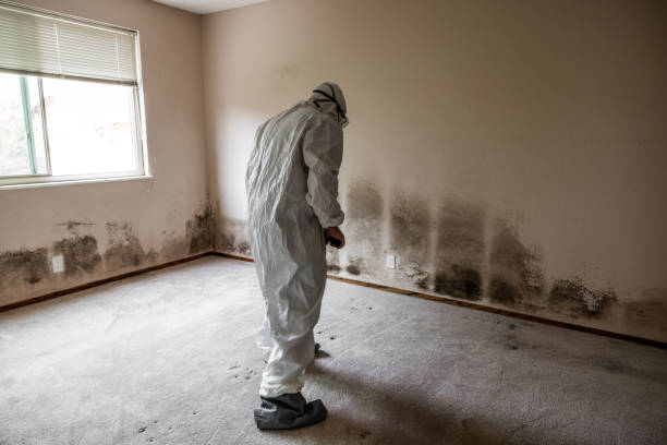 Best Industrial Mold Remediation  in De Witt, NY