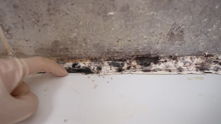 Best Mold Prevention Services  in De Witt, NY